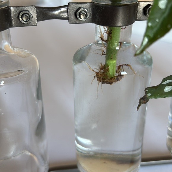 Plant propagation station - Picture 2 of 6